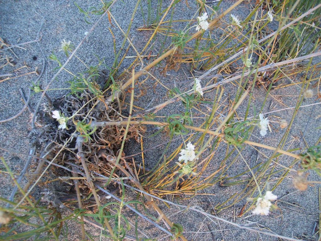 Lomelosia argentea / Vedovella delle spiagge